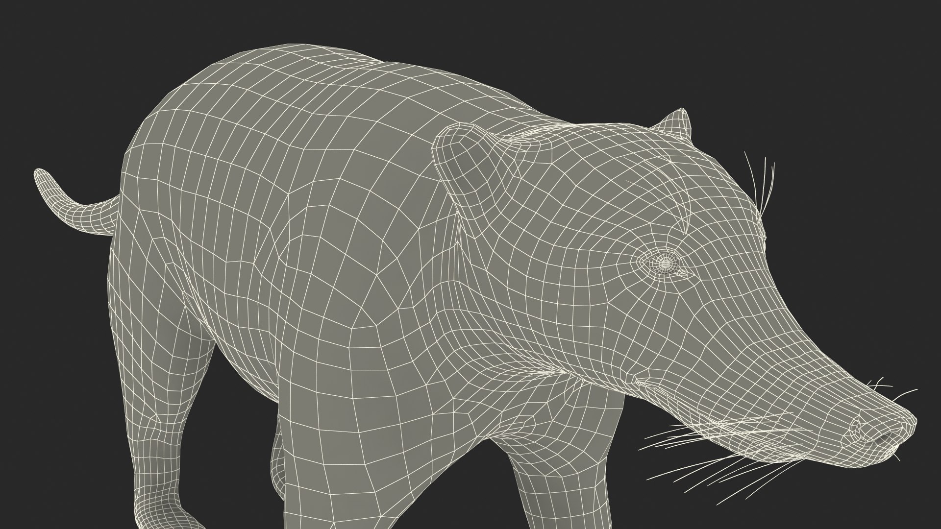 3D South American Coati Rigged model https://p.turbosquid.com/ts-thumb/bY/lLkz2Q/7k/southamericancoatiriggedvray3dmodel043/jpg/1708977506/1920x1080/fit_q87/51c389c4c4ac4932b9fa6baa67fb49ee1114a4e9/southamericancoatiriggedvray3dmodel043.jpg