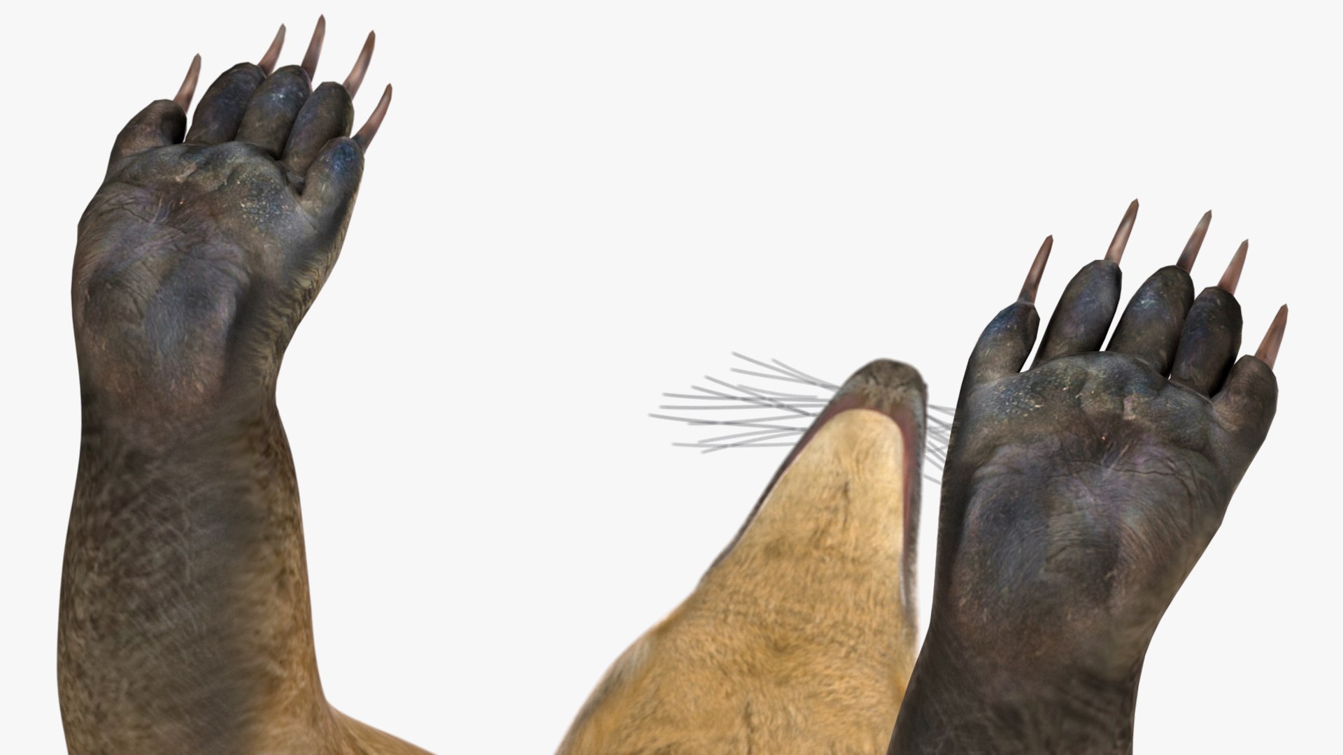 3D South American Coati Rigged model https://p.turbosquid.com/ts-thumb/bY/lLkz2Q/8z/southamericancoatiriggedvray3dmodel022/jpg/1708977406/1920x1080/fit_q87/1d1337567dd81c4c072fafd4b35e62b7464ad06f/southamericancoatiriggedvray3dmodel022.jpg