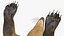 South American Coati Rigged