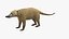 South American Coati Rigged
