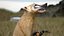 South American Coati Rigged