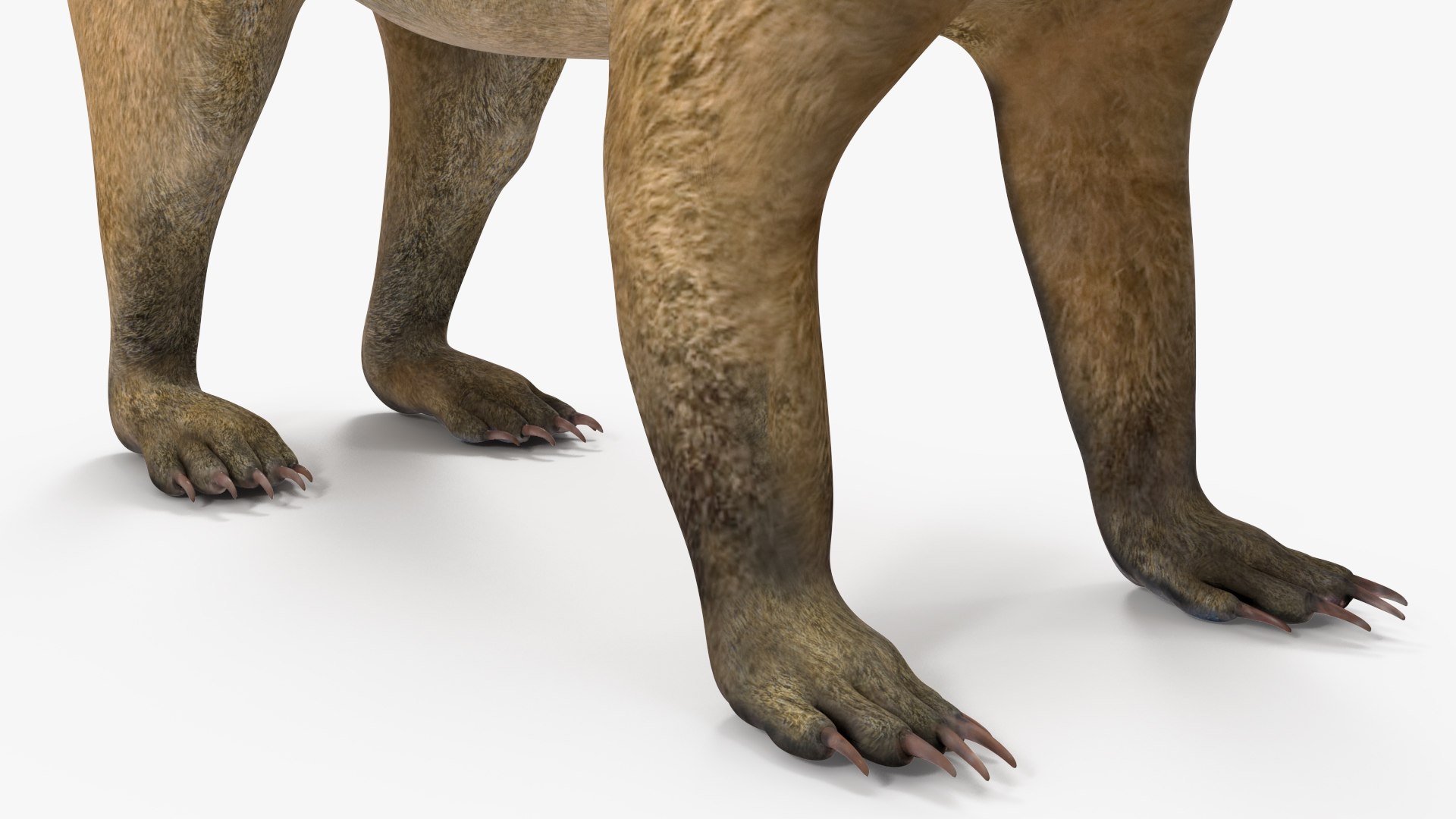 3D South American Coati Rigged model https://p.turbosquid.com/ts-thumb/bY/lLkz2Q/C6/southamericancoatiriggedvray3dmodel027/jpg/1708977429/1920x1080/fit_q87/960a6c416cea8744b9383f355f01dece6eb8eecd/southamericancoatiriggedvray3dmodel027.jpg