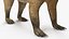 South American Coati Rigged