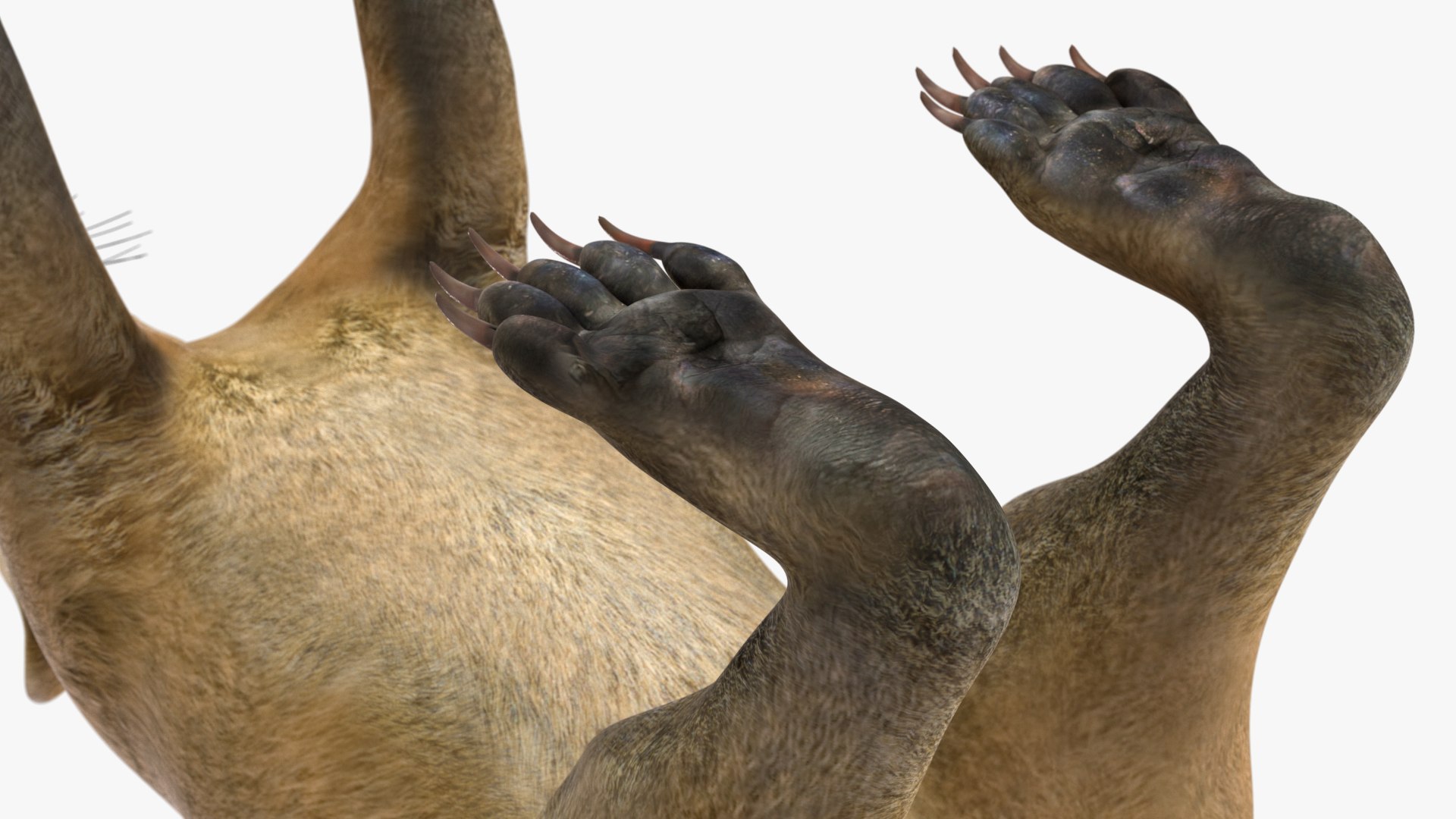 3D South American Coati Rigged model https://p.turbosquid.com/ts-thumb/bY/lLkz2Q/CE/southamericancoatiriggedvray3dmodel023/jpg/1708977411/1920x1080/fit_q87/dd79bf49228f17b9a131de6c4b30de81b129ecdf/southamericancoatiriggedvray3dmodel023.jpg