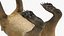 South American Coati Rigged
