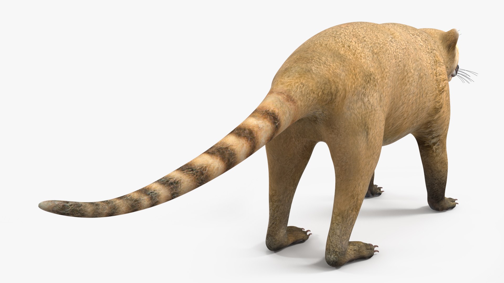 3D South American Coati Rigged model https://p.turbosquid.com/ts-thumb/bY/lLkz2Q/Dk/southamericancoatiriggedvray3dmodel017/jpg/1708977385/1920x1080/fit_q87/1d5beb314a9d0151eee8c334be7121a16f30ed90/southamericancoatiriggedvray3dmodel017.jpg