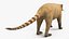 South American Coati Rigged