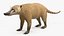 South American Coati Rigged