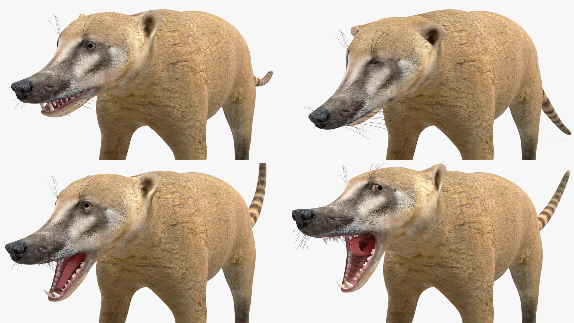 3D South American Coati Rigged model https://p.turbosquid.com/ts-thumb/bY/lLkz2Q/HR/southamericancoatiriggedvray3dmodel030/jpg/1708977442/1920x1080/fit_q87/516f5f3389cc53ca1bf114eeff4d28248dceb01e/southamericancoatiriggedvray3dmodel030.jpg