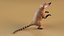 South American Coati Rigged