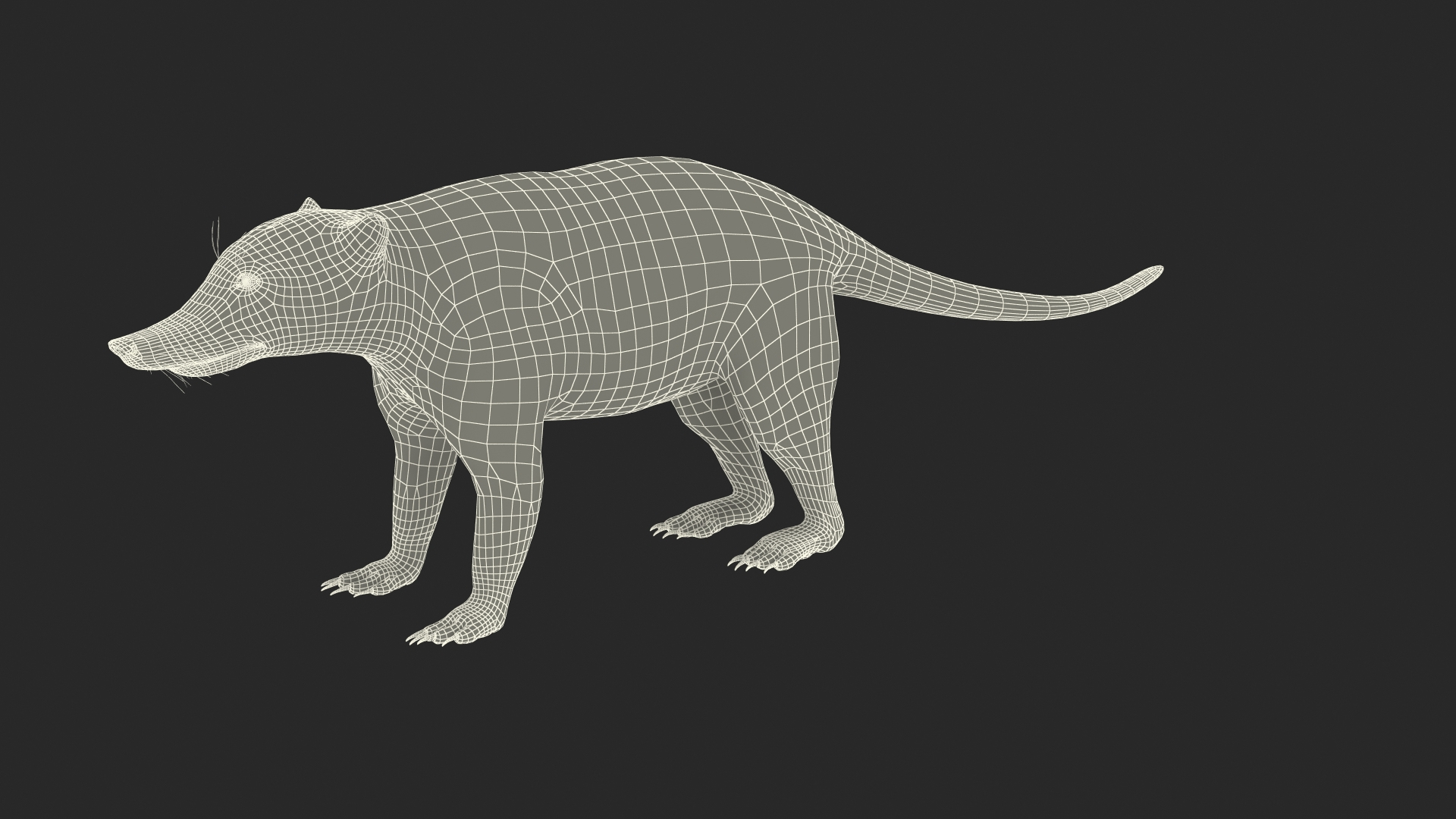 3D South American Coati Rigged model https://p.turbosquid.com/ts-thumb/bY/lLkz2Q/Qg/south_american_coati_rigged_361/jpg/1708976755/1920x1080/turn_fit_q99/1967952a179de6ee4211dc368b0436c6dd683961/south_american_coati_rigged_361-1.jpg