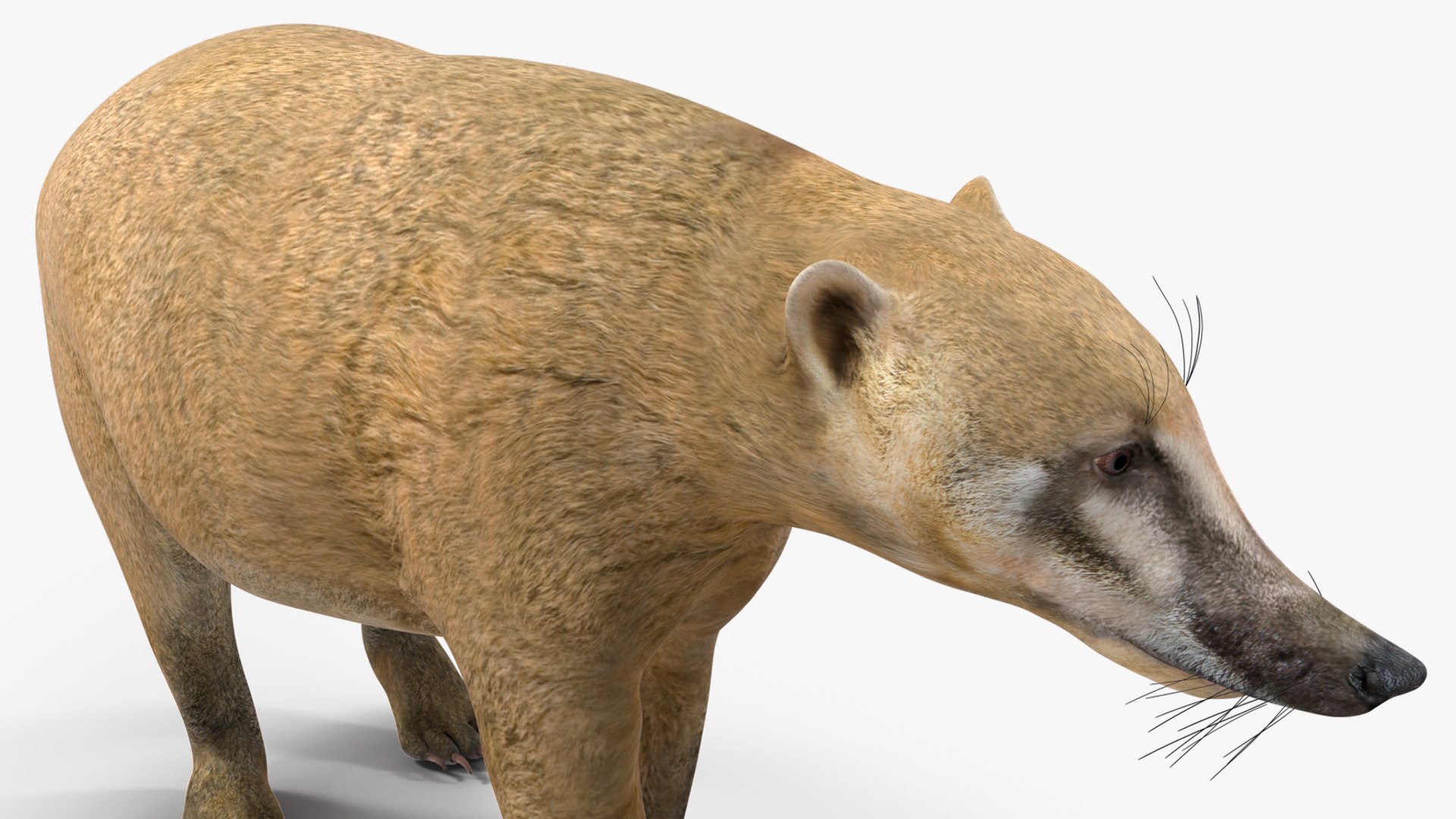 3D South American Coati Rigged model https://p.turbosquid.com/ts-thumb/bY/lLkz2Q/R5/southamericancoatiriggedvray3dmodel024/jpg/1708977415/1920x1080/fit_q87/25bd5eb965ea854be6961fe2600a7c08e68fb045/southamericancoatiriggedvray3dmodel024.jpg
