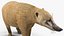 South American Coati Rigged
