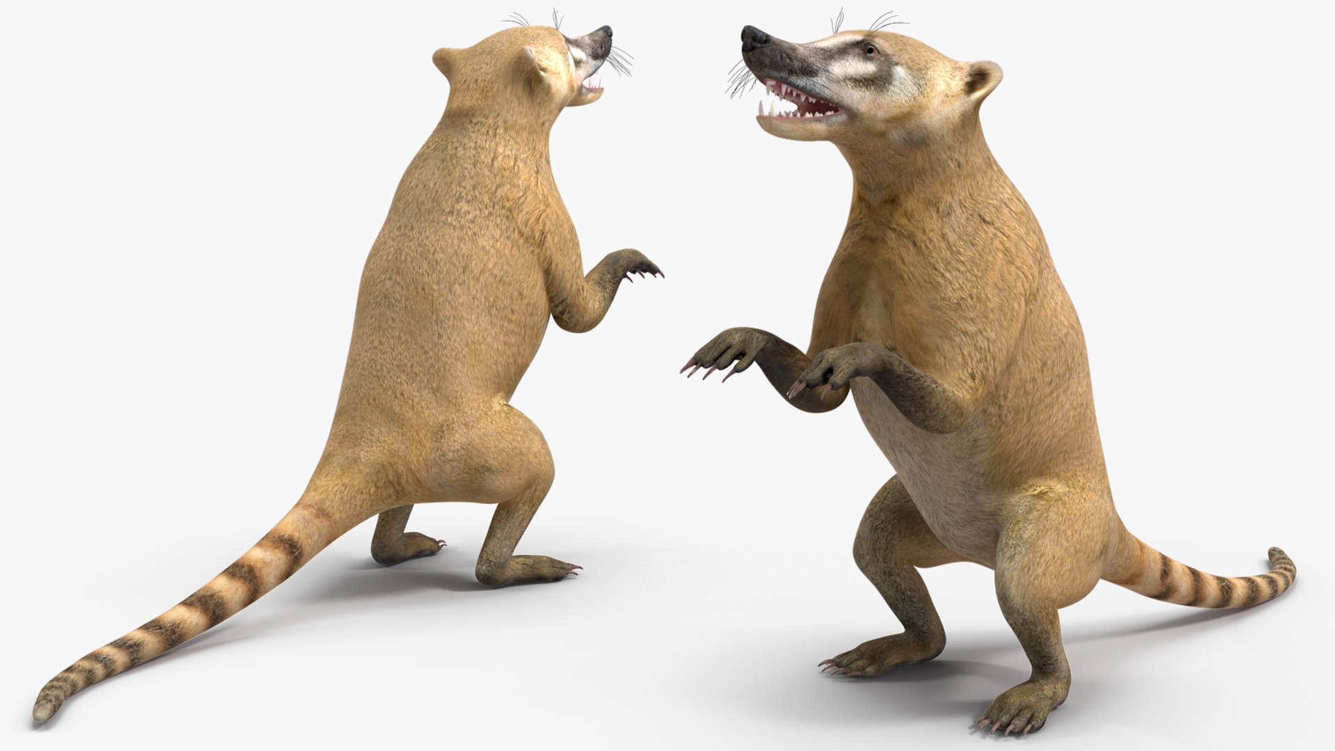 3D South American Coati Rigged model https://p.turbosquid.com/ts-thumb/bY/lLkz2Q/W1/southamericancoatiriggedvray3dmodel019/jpg/1708977393/1920x1080/fit_q87/28317c2f6e548403b885e0d58edb2985e09581c5/southamericancoatiriggedvray3dmodel019.jpg
