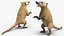 South American Coati Rigged