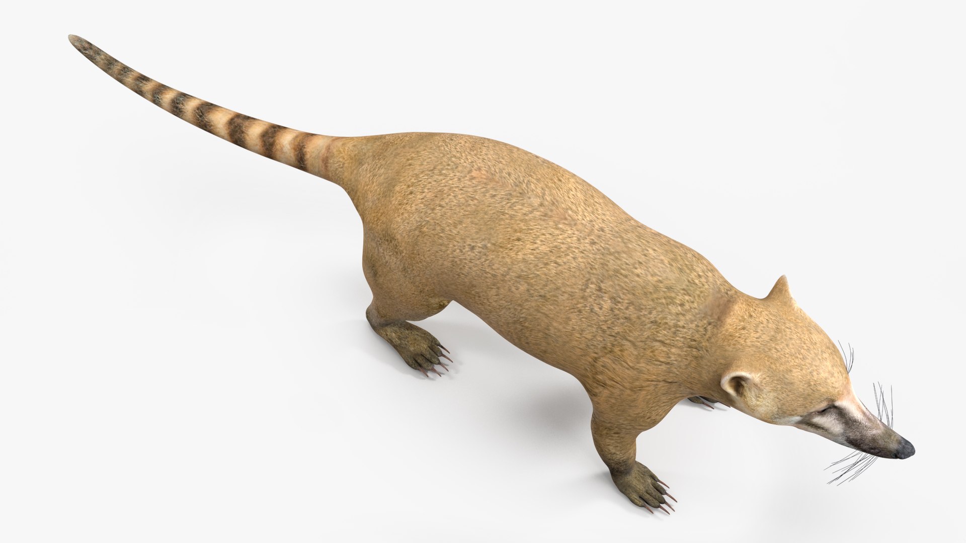 3D South American Coati Rigged model https://p.turbosquid.com/ts-thumb/bY/lLkz2Q/bJ/southamericancoatiriggedvray3dmodel020/jpg/1708977398/1920x1080/fit_q87/fc61a9b9d182ef6745dee7f6a63e6a1cc3b43717/southamericancoatiriggedvray3dmodel020.jpg