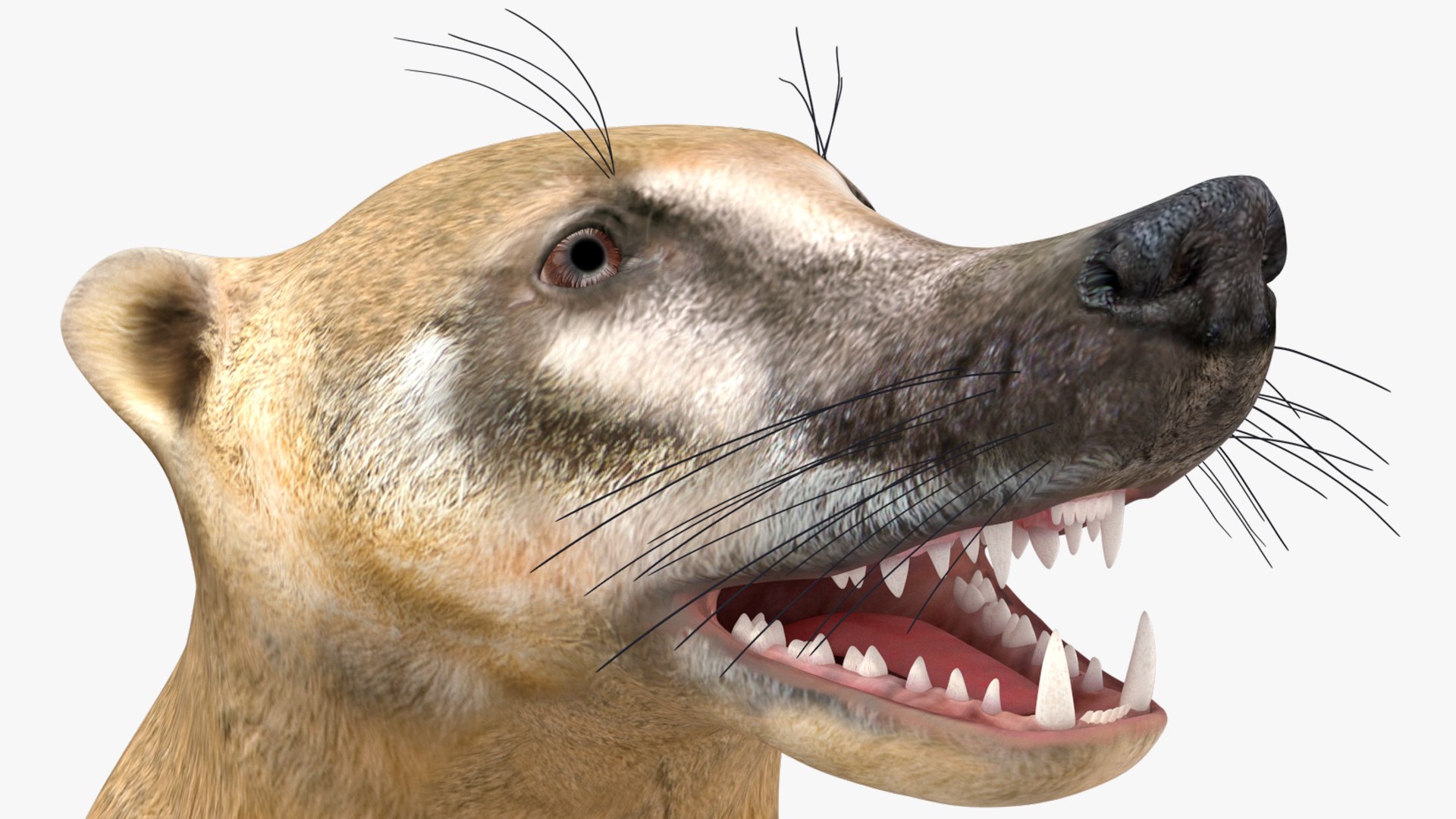3D South American Coati Rigged model https://p.turbosquid.com/ts-thumb/bY/lLkz2Q/dH/southamericancoatiriggedvray3dmodel032/jpg/1708977452/1920x1080/fit_q87/670a0ddb479382ef19668b6cd98182aafb0093c3/southamericancoatiriggedvray3dmodel032.jpg