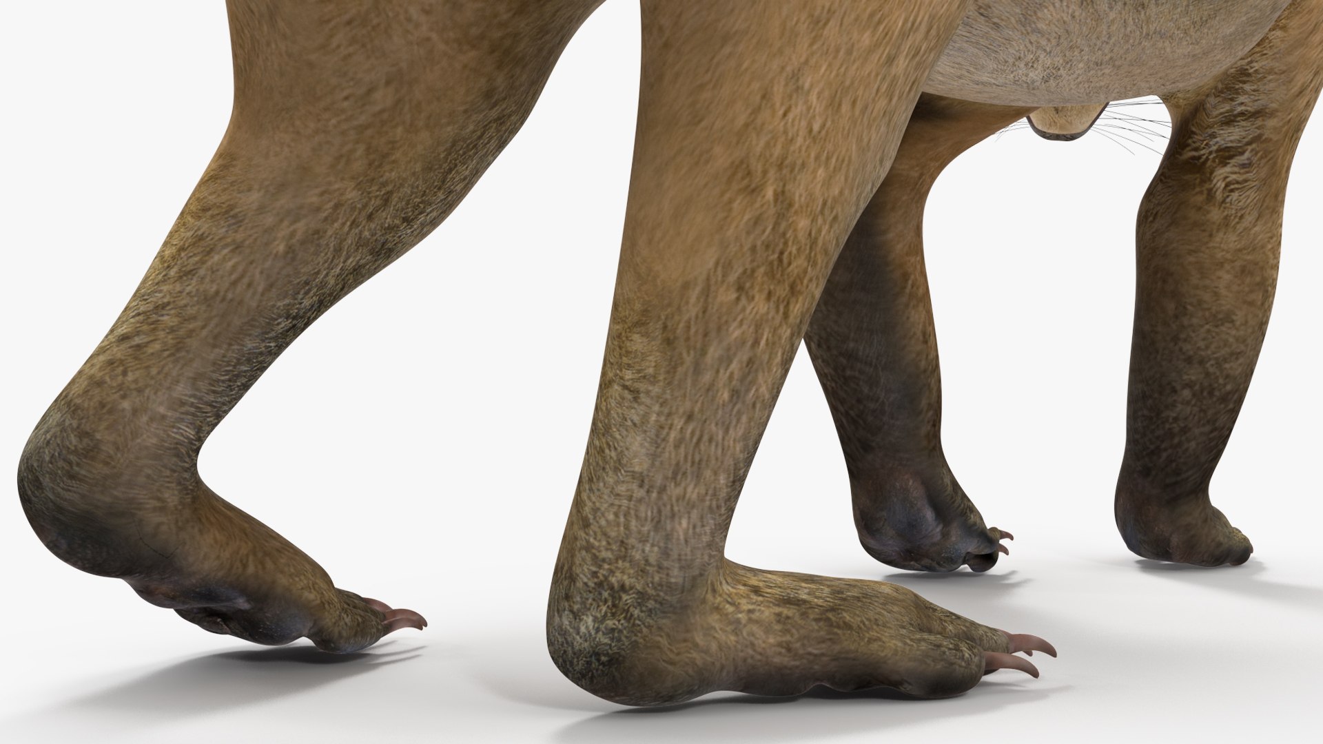 3D South American Coati Rigged model https://p.turbosquid.com/ts-thumb/bY/lLkz2Q/de/southamericancoatiriggedvray3dmodel028/jpg/1708977434/1920x1080/fit_q87/1f9bb66b30ae439a0acf505ea1d4f75c0ceb5544/southamericancoatiriggedvray3dmodel028.jpg