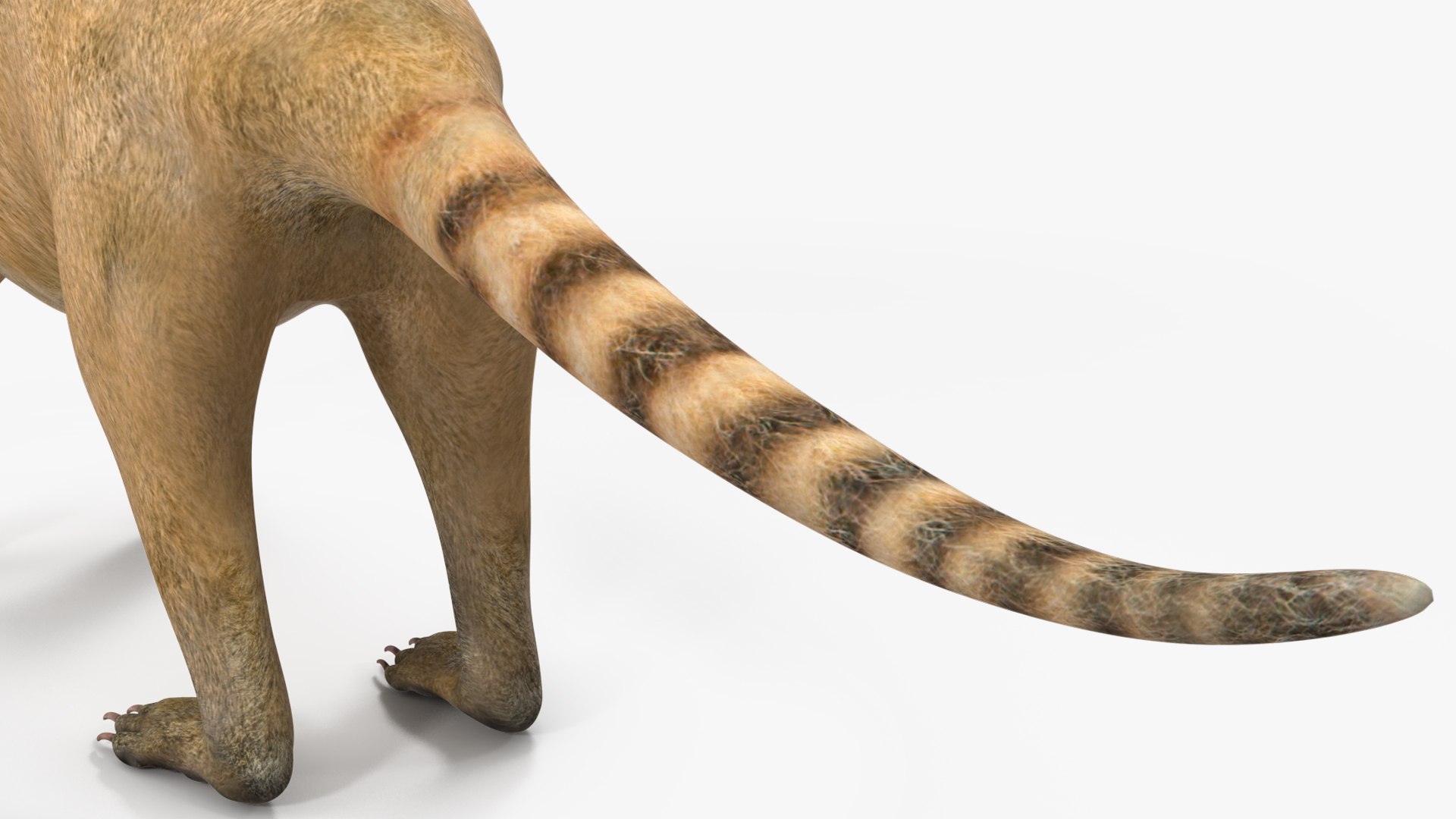 3D South American Coati Rigged model https://p.turbosquid.com/ts-thumb/bY/lLkz2Q/fk/southamericancoatiriggedvray3dmodel026/jpg/1708977424/1920x1080/fit_q87/4158c46734a54c12ee95e0cbbbf566d85e2855b9/southamericancoatiriggedvray3dmodel026.jpg