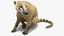 South American Coati Rigged