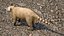 South American Coati Rigged