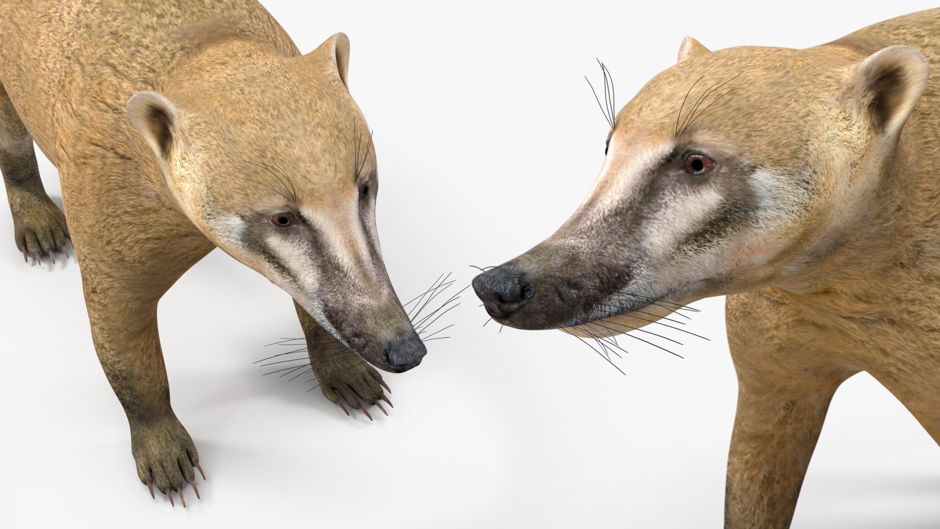 3D South American Coati Rigged model https://p.turbosquid.com/ts-thumb/bY/lLkz2Q/jv/southamericancoatiriggedvray3dmodel031/jpg/1708977447/1920x1080/fit_q87/a65b8e1fb7ccae4d39ff8de31d61bfa4143fbf5f/southamericancoatiriggedvray3dmodel031.jpg