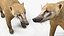South American Coati Rigged