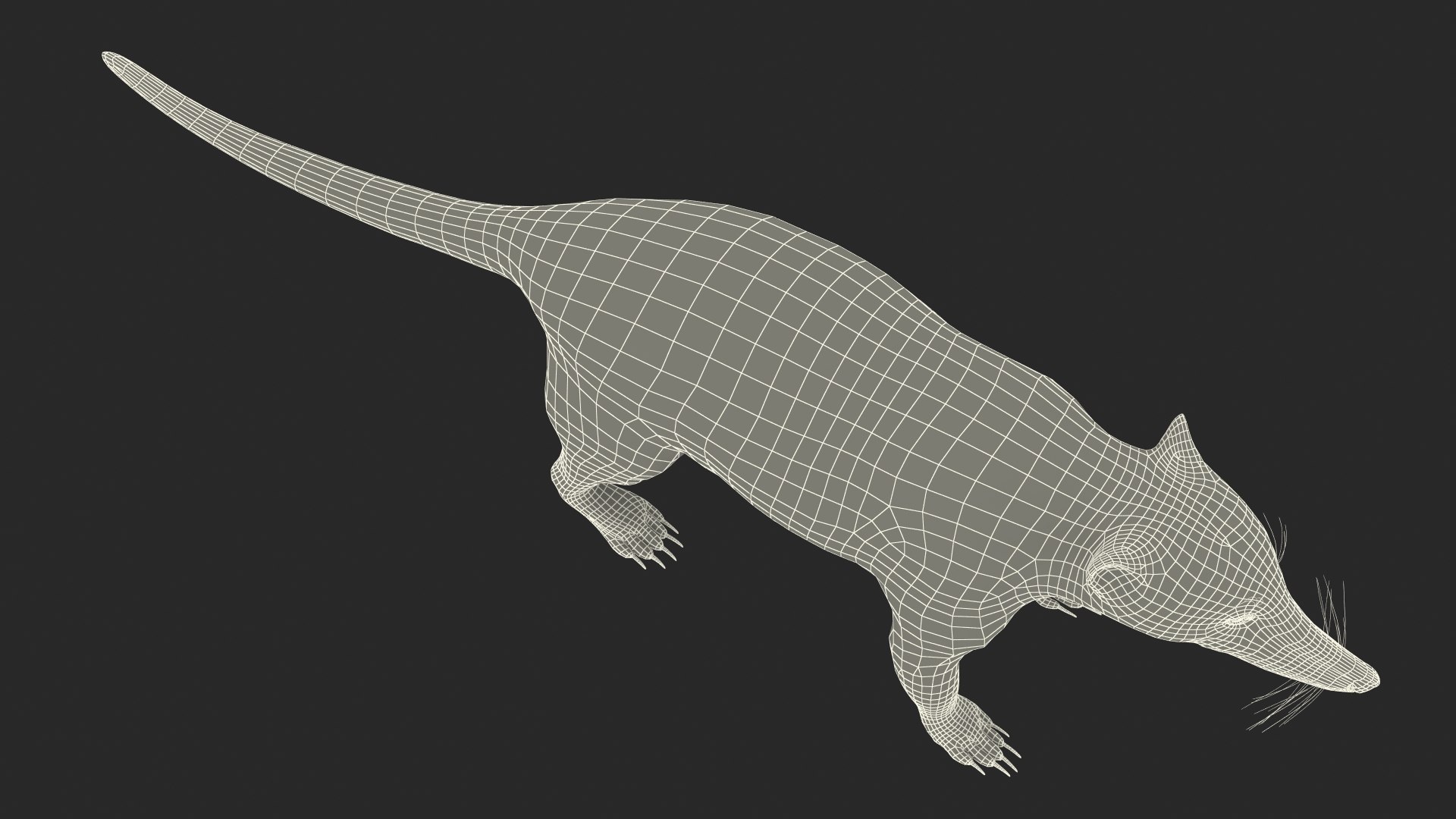 3D South American Coati Rigged model https://p.turbosquid.com/ts-thumb/bY/lLkz2Q/nx/southamericancoatiriggedvray3dmodel041/jpg/1708977496/1920x1080/fit_q87/133621f9f780d8b8e965038d4c7ec0afa51e11e2/southamericancoatiriggedvray3dmodel041.jpg