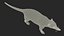 South American Coati Rigged