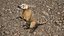 South American Coati Rigged