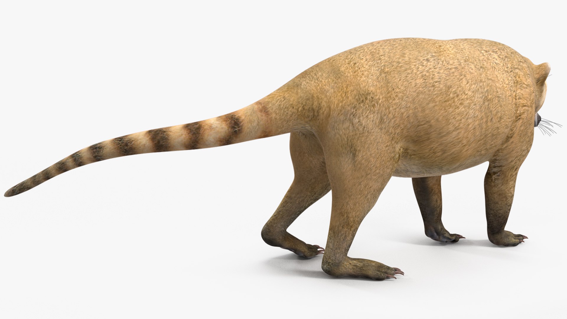 3D South American Coati Rigged model https://p.turbosquid.com/ts-thumb/bY/lLkz2Q/ur/southamericancoatiriggedvray3dmodel018/jpg/1708977389/1920x1080/fit_q87/567f28578a09a8b6f839312fea5773a4f3f09b4d/southamericancoatiriggedvray3dmodel018.jpg