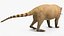 South American Coati Rigged
