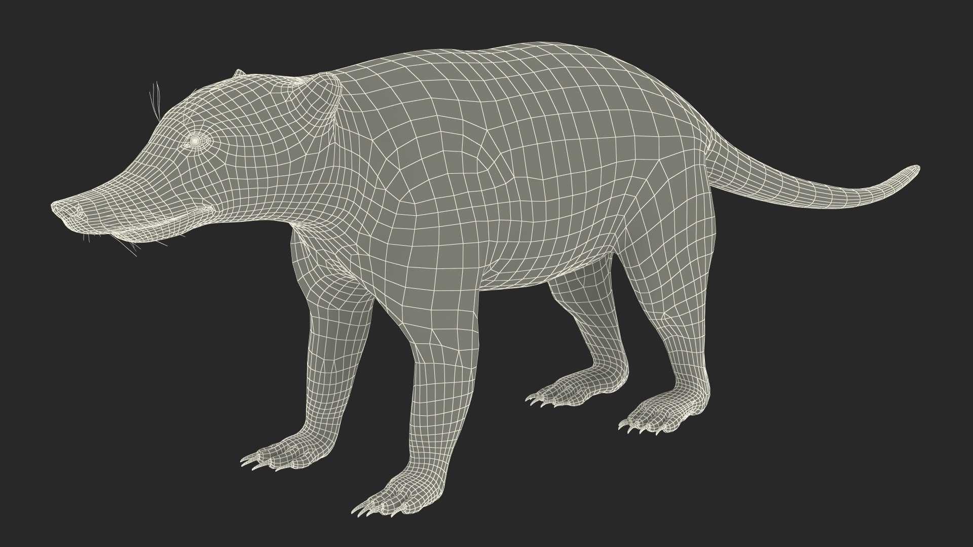 3D South American Coati Rigged model https://p.turbosquid.com/ts-thumb/bY/lLkz2Q/vG/southamericancoatiriggedvray3dmodel039/jpg/1708977487/1920x1080/fit_q87/538b2874cc1788c7e10684535fef1778be74f18b/southamericancoatiriggedvray3dmodel039.jpg