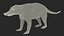 South American Coati Rigged