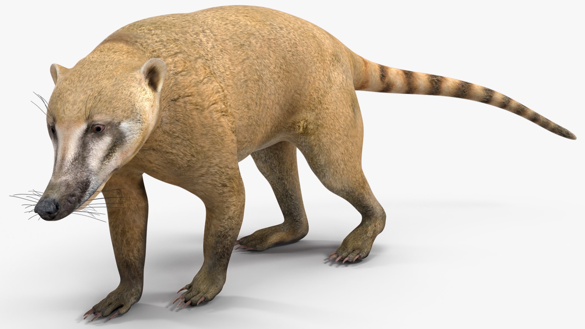 3D South American Coati Rigged model https://p.turbosquid.com/ts-thumb/bY/lLkz2Q/vn/southamericancoatiriggedvray3dmodel016/jpg/1708977380/1920x1080/fit_q87/e7903dc16805ace3339e821f7f649ba11af50a2a/southamericancoatiriggedvray3dmodel016.jpg