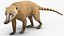 South American Coati Rigged