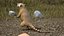South American Coati Rigged