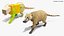South American Coati Rigged