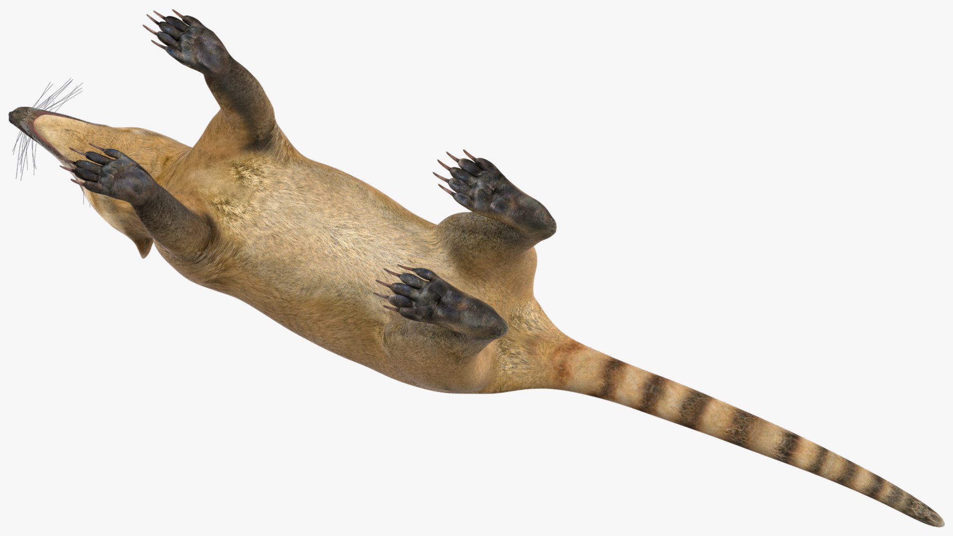 3D South American Coati Rigged model https://p.turbosquid.com/ts-thumb/bY/lLkz2Q/y8/southamericancoatiriggedvray3dmodel021/jpg/1708977402/1920x1080/fit_q87/c95c842668851a1c267690e8a634d4a86eebf769/southamericancoatiriggedvray3dmodel021.jpg