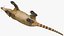 South American Coati Rigged