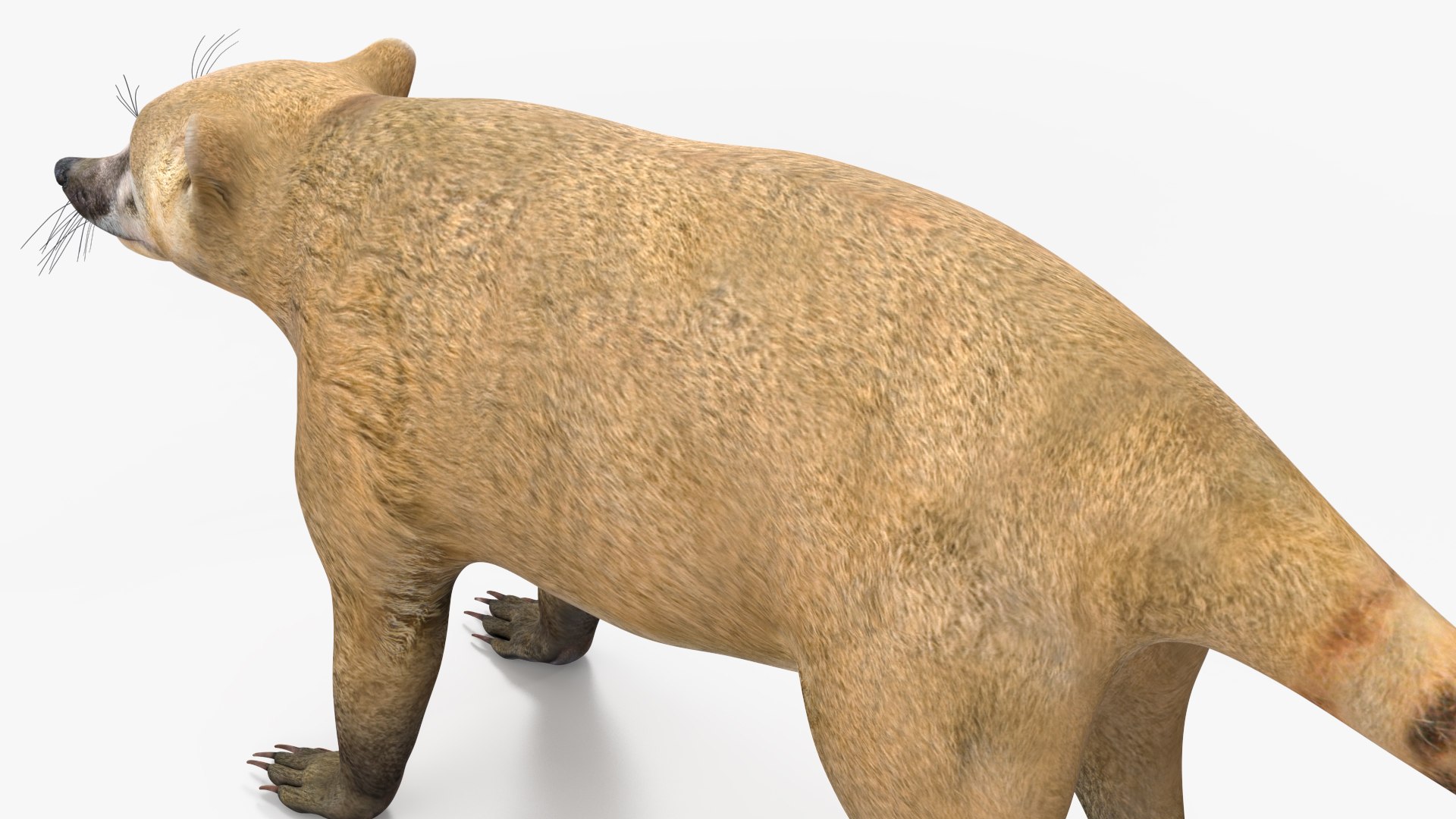 3D South American Coati Rigged model https://p.turbosquid.com/ts-thumb/bY/lLkz2Q/yZ/southamericancoatiriggedvray3dmodel025/jpg/1708977419/1920x1080/fit_q87/00b71ef3bb06908f3248752cff098c1bd15dd1dd/southamericancoatiriggedvray3dmodel025.jpg