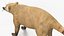South American Coati Rigged