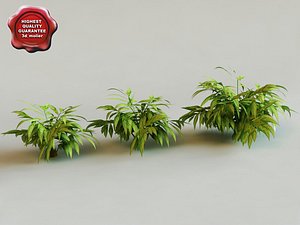 alpinia zerumbet 'variegata' modelled 3d model