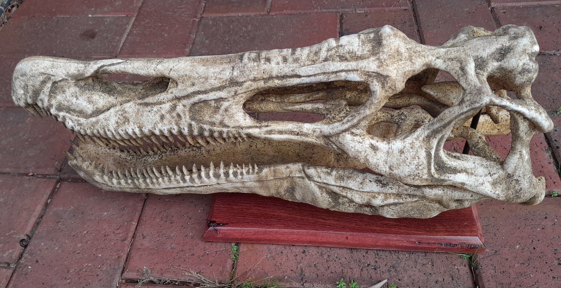 Baryonyx Skull 3D print model 3D model https://p.turbosquid.com/ts-thumb/bY/wk1lIK/30/baryonyxskull3dmodel8431fa6a4e/jpg/1745145018/1920x1080/fit_q87/68190a6ab515ad17638558bc56bc87cd8f9d3a82/baryonyxskull3dmodel8431fa6a4e.jpg