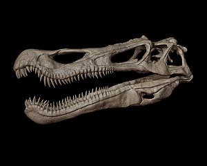 Baryonyx Skull 3D print model 3D model
