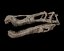Modello di stampa 3D del teschio di Baryonyx