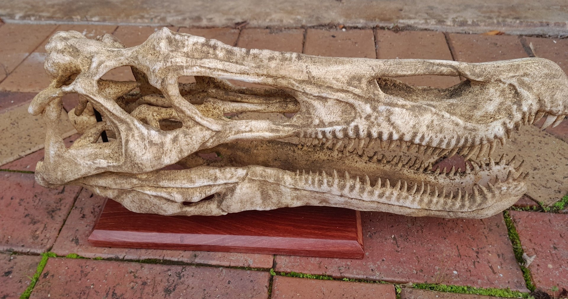 Baryonyx Skull 3D print model 3D model https://p.turbosquid.com/ts-thumb/bY/wk1lIK/cR/baryonyxskull3dmodelcb4748fe9c/jpg/1745145026/1920x1080/fit_q87/e526c045bf790304be0bd4790bd50272b54fa30c/baryonyxskull3dmodelcb4748fe9c.jpg
