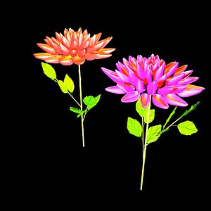 max dahlia flowers