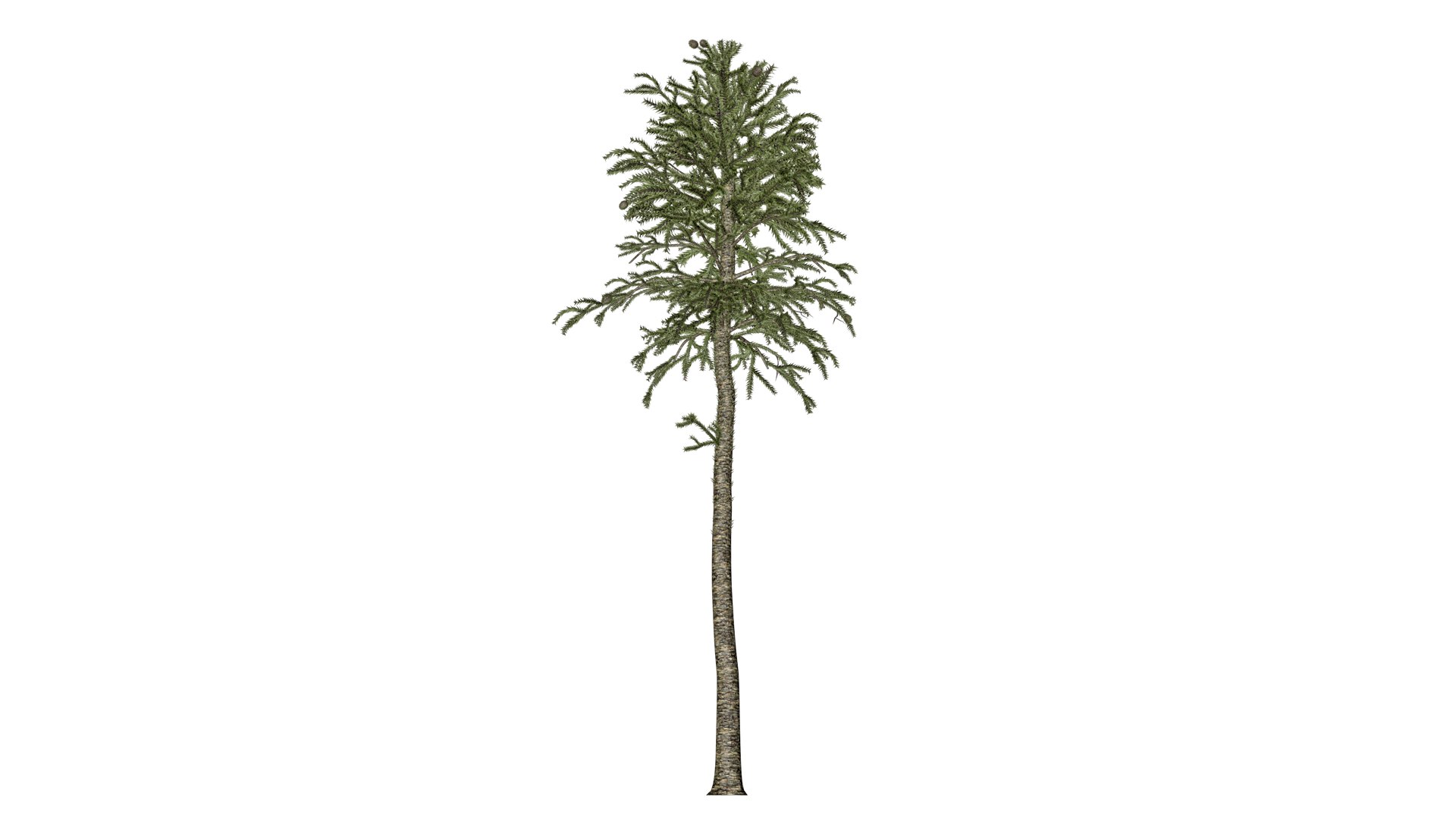 Monkey Puzzle Tree - 01 - Model - TurboSquid 2373670