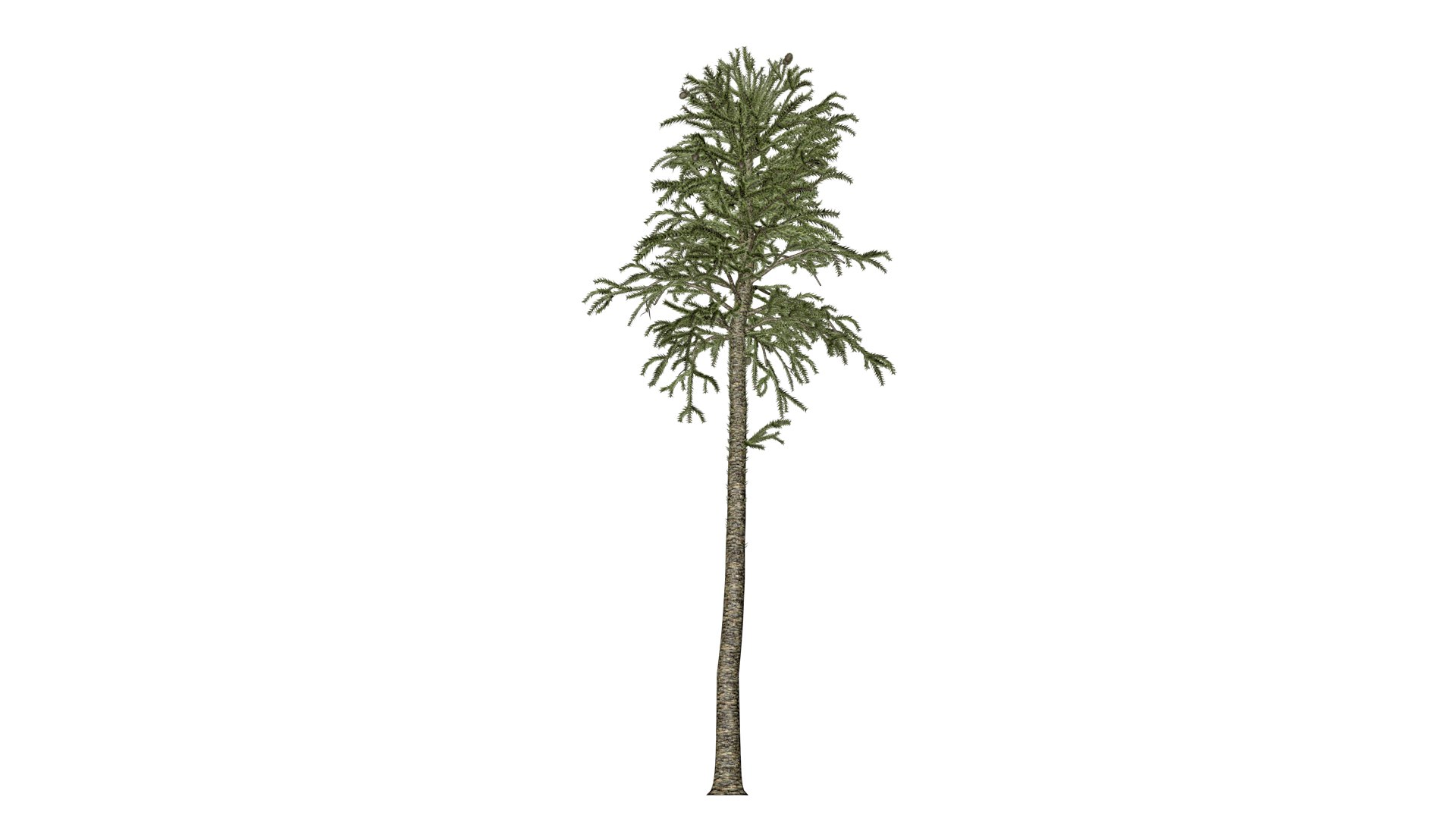Monkey Puzzle Tree - 01 - Model - TurboSquid 2373670